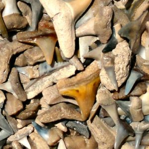 Fossil Shark Teeth Photo