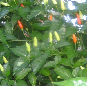 Garden peppers photo